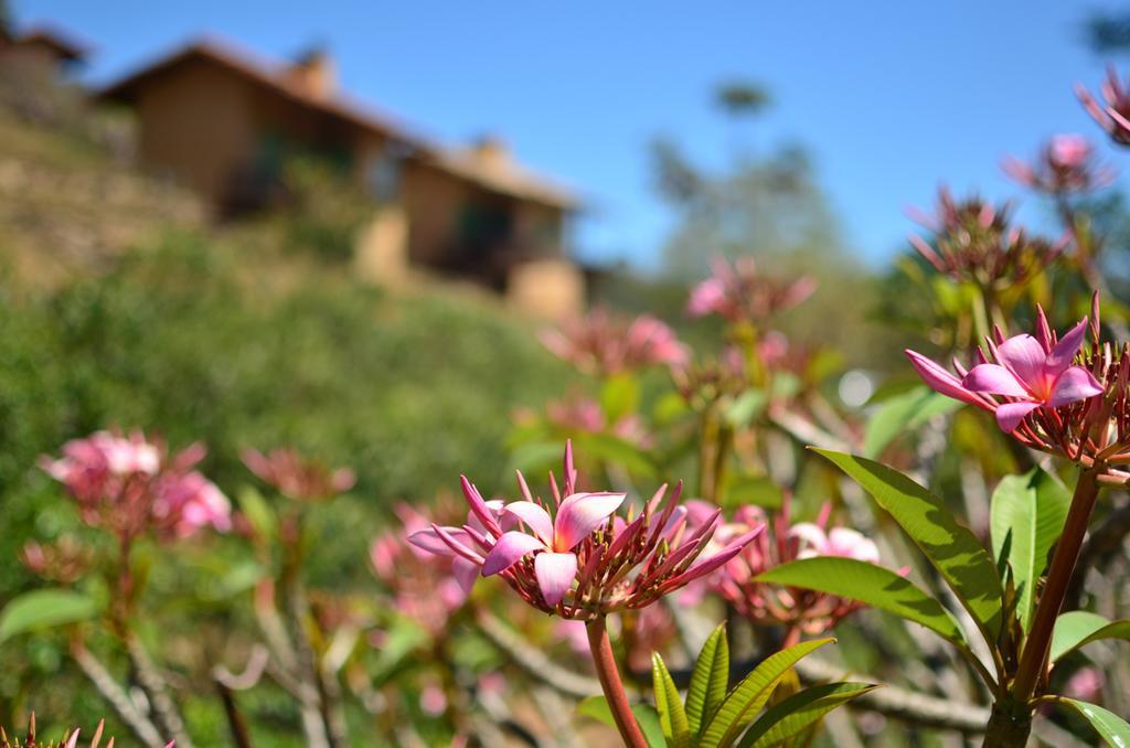 Cafezal Em Flor Turismo E Cafes Especiais Hotel มอนเต อัลเลเกร โด ซูล ภายนอก รูปภาพ